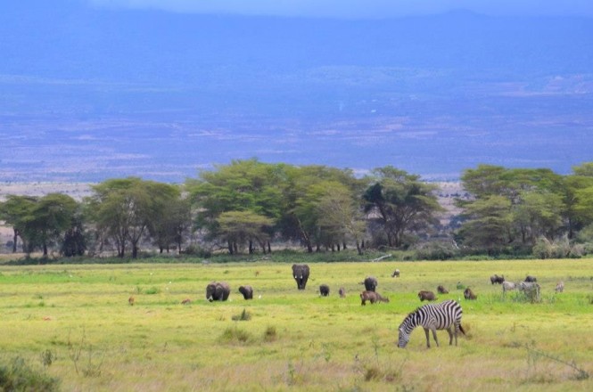 amboseli national park, kenya